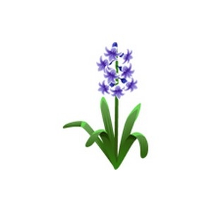 Hyacinth